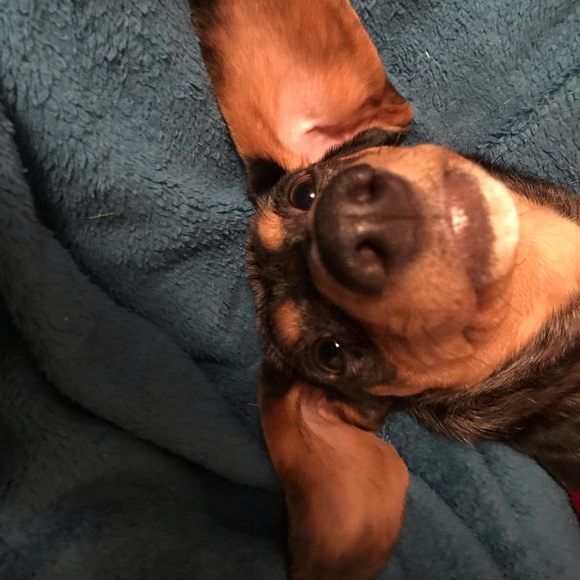 Meet your Posher, Lauren - Picture 1 of 1